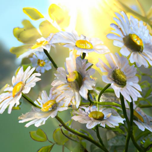 What Flowers Are In The Daisy Family? (The ULTIMATE Guide) Flower