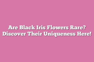 Are Black Iris Flowers Rare? Discover Their Uniqueness Here! – Flower 