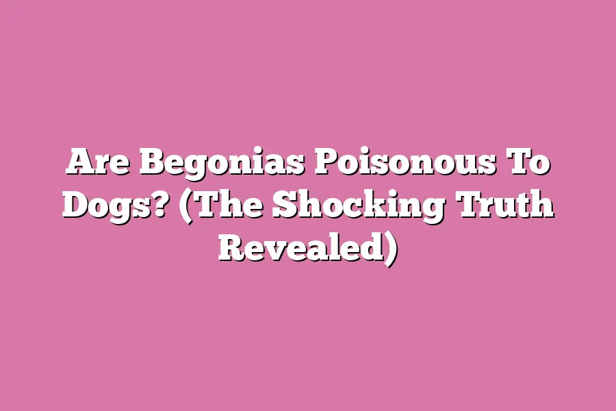 Are Begonias Poisonous To Dogs? (The Shocking Truth Revealed)