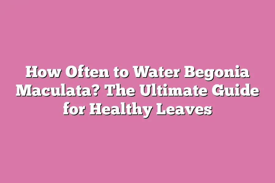 How Often to Water Begonia Maculata? The Ultimate Guide for Healthy Leaves
