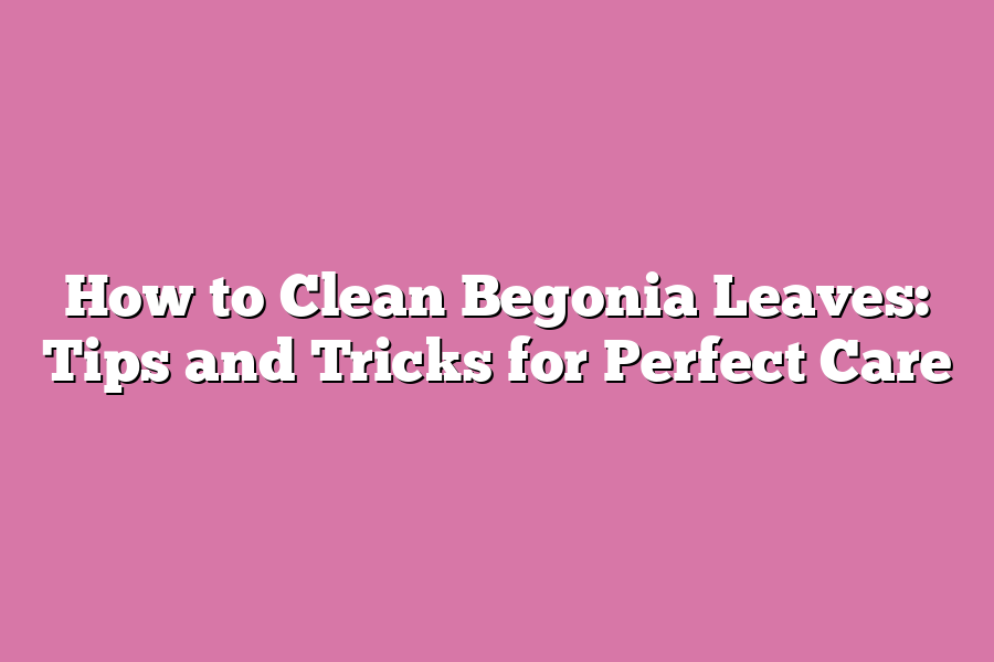 How to Clean Begonia Leaves: Tips and Tricks for Perfect Care