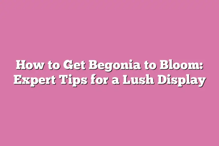 How to Get Begonia to Bloom Expert Tips for a Lush Display Flower