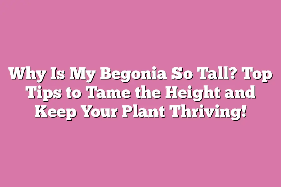 Why Is My Begonia So Tall? Top Tips to Tame the Height and Keep Your ...